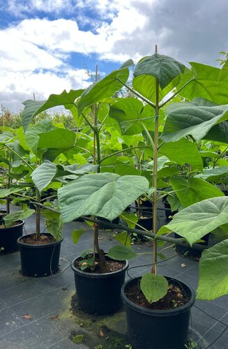 Paulownia tomentosa | Paulownia Impérial | Haute tige