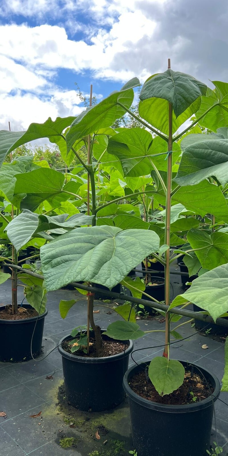 Paulownia tomentosa | Paulownia Impérial | Haute tige