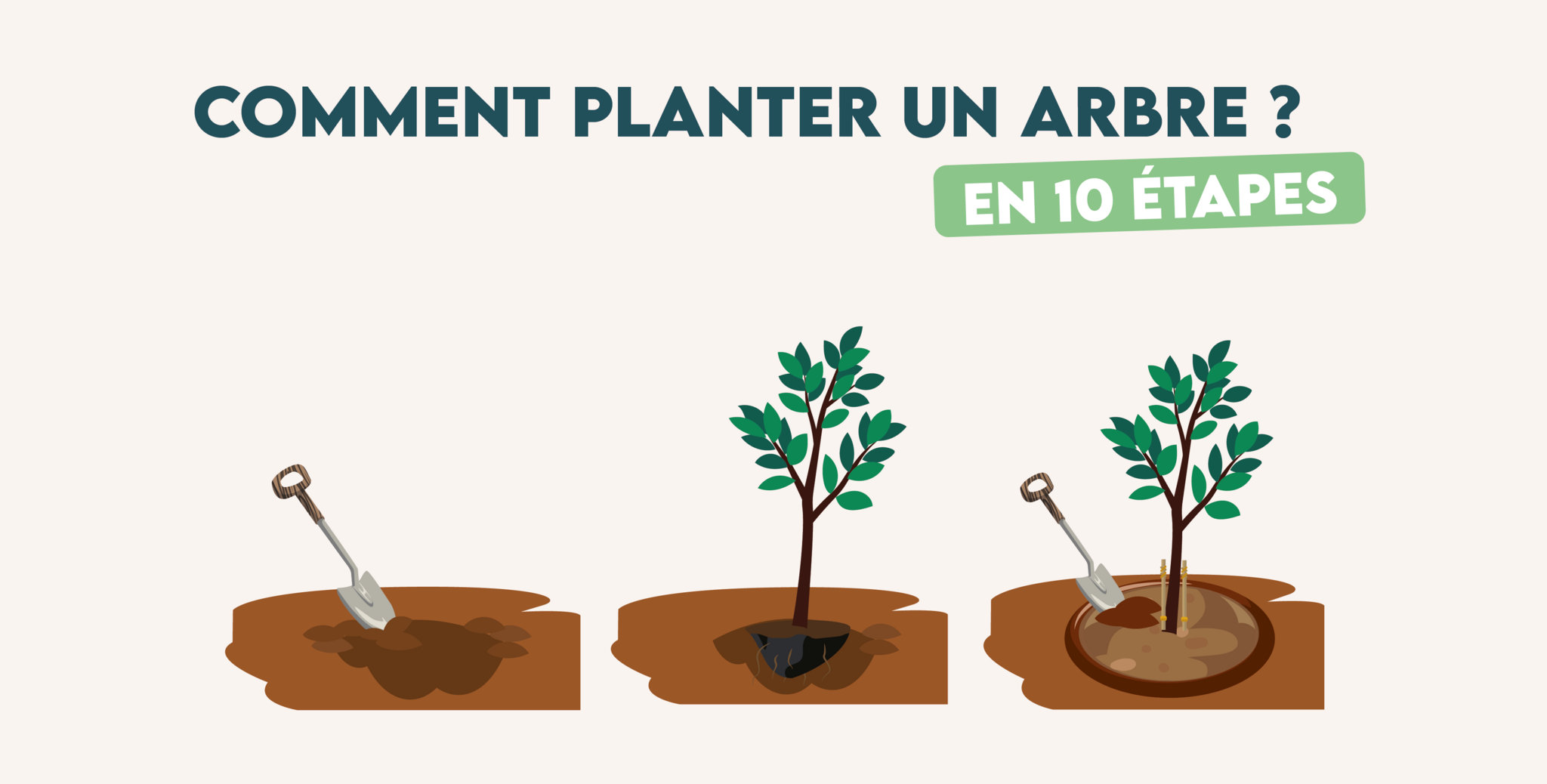 Comment planter un arbre en 10 étapes ? 