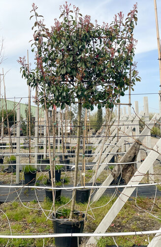 Photinia fraseri 'Red Robin' palissé | Persistant | Hauteur tronc 180-200 cm| Espalier 120 x 150 cm