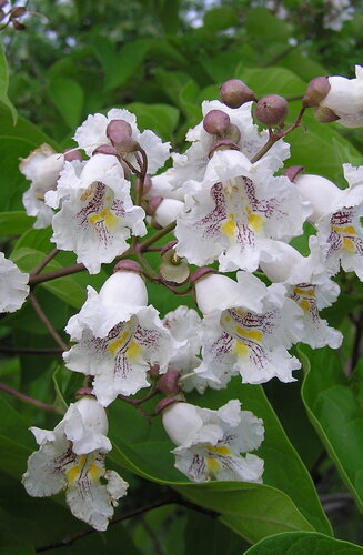 Catalpa bignonioides   | Nana - Boule | Parasol | XXL