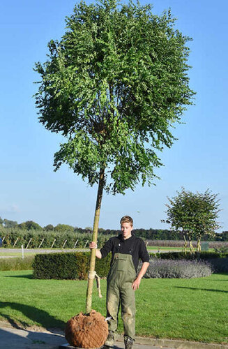 Robinier - Robinia Pseudoacacia 'Casque Rouge'' | Haute tige | Hauteurs 250-325 cm | Circonférences 10-25 cm - Copy