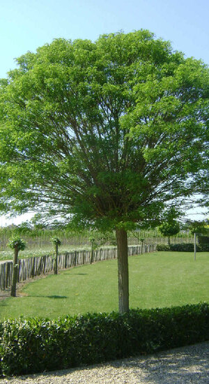 Robinier - Robinia Pseudoacacia 'Casque Rouge' | Haute tige | Hauteurs 250-325 cm | Circonférences 10-25 cm - Copy