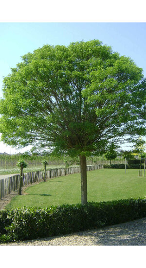 Robinier - Robinia Pseudoacacia 'Casque Rouge' | Haute tige | Hauteurs 250-325 cm | Circonférences 10-25 cm - Copy Robinier - Robinia Pseudoacacia 'Casque Rouge' | Haute tige | Hauteurs 250-325 cm | Circonférences 10-25 cm - Copy