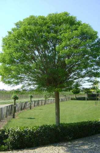 Robinier - Robinia Pseudoacacia 'Casque Rouge'' | Haute tige | Hauteurs 250-325 cm | Circonférences 10-25 cm - Copy