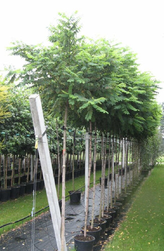 Robinier - Robinia Pseudoacacia 'Casque Rouge'' | Haute tige | Hauteurs 250-325 cm | Circonférences 10-25 cm - Copy