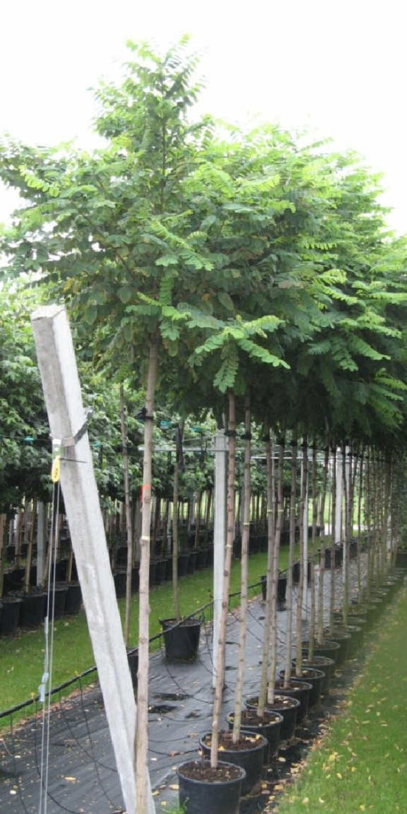 Robinier - Robinia Pseudoacacia 'Casque Rouge'' | Haute tige | Hauteurs 250-325 cm | Circonférences 10-25 cm - Copy