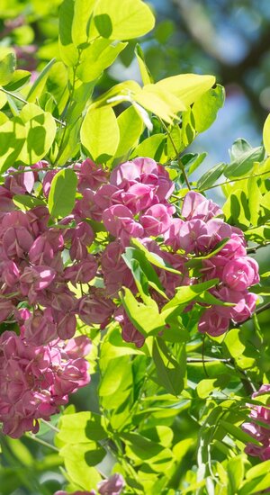 Robinier - Robinia × margaretta 'Casque Rouge' | Haute tige | Hauteurs 250-325 cm | Circonférences 10-25 cm - Copy
