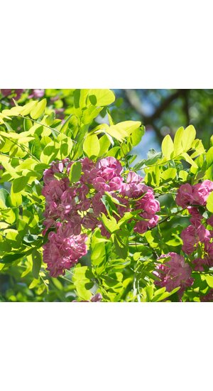 Robinier - Robinia × margaretta 'Casque Rouge' | Haute tige | Hauteurs 250-325 cm | Circonférences 10-25 cm - Copy Robinier - Robinia × margaretta 'Casque Rouge' | Haute tige | Hauteurs 250-325 cm | Circonférences 10-25 cm - Copy