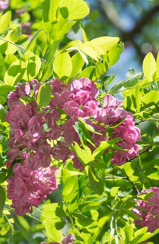 Robinier - Robinia × margaretta 'Casque Rouge' | Haute tige | Hauteurs 250-325 cm | Circonférences 10-25 cm - Copy