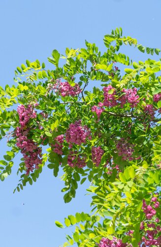 Robinier - Robinia × margaretta 'Casque Rouge' | Haute tige | Hauteurs 250-325 cm | Circonférences 10-25 cm - Copy