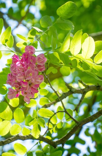 Robinier - Robinia × margaretta 'Casque Rouge' | Haute tige | Hauteurs 250-325 cm | Circonférences 10-25 cm - Copy