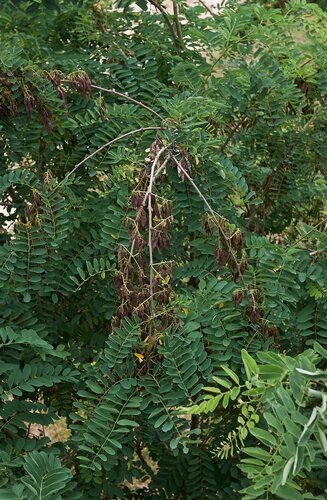 Robinier - Robinia × margaretta 'Casque Rouge' | Haute tige | Hauteurs 250-325 cm | Circonférences 10-25 cm - Copy