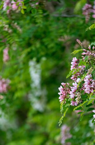 Robinier - Robinia × margaretta 'Casque Rouge' | Haute tige | Hauteurs 250-325 cm | Circonférences 10-25 cm - Copy