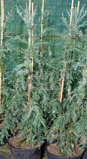 Seqouia sempervirens - C150/175