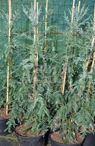 Seqouia sempervirens - C150/175