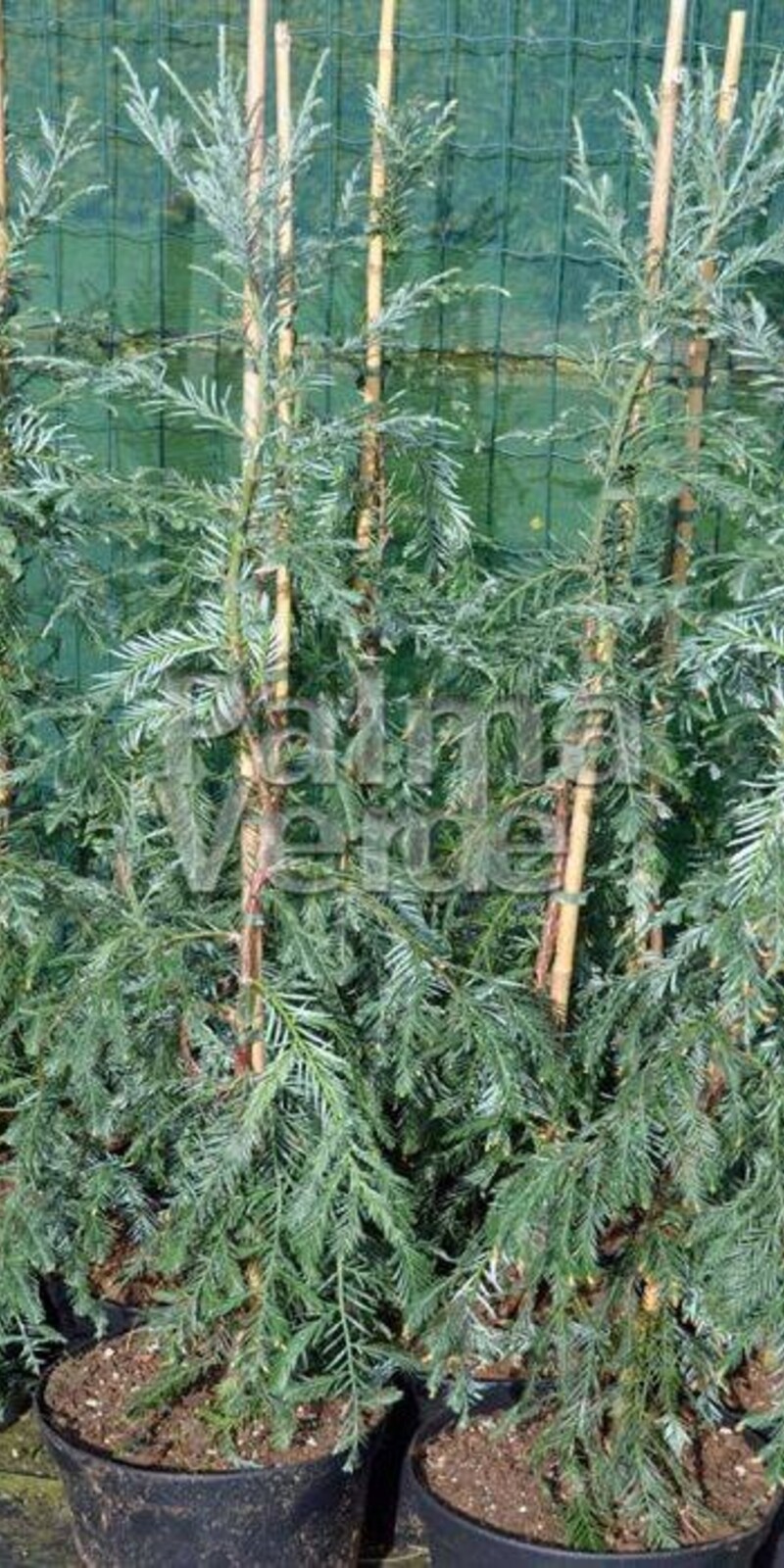 Seqouia sempervirens - C150/175