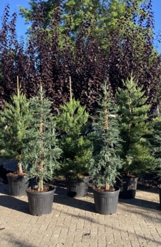 Seqouia sempervirens - C150/175