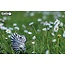 EUGY 3D model - zebra