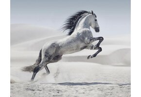 Plexiglas Schilderij  witte paard