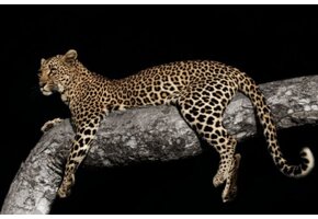 Plexiglas Schilderij  panter op boom