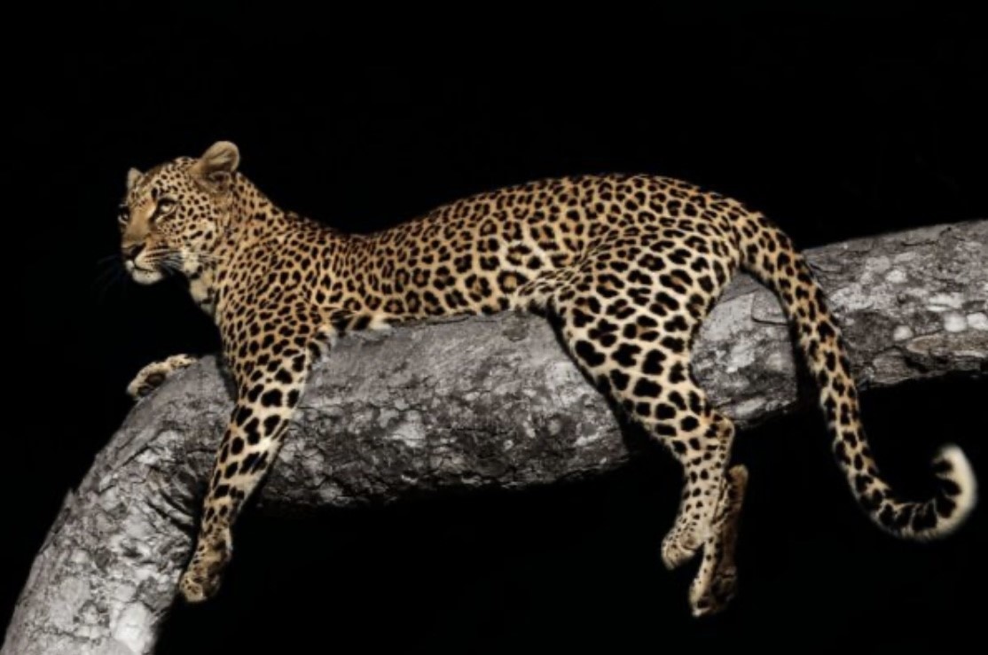 Plexiglas Schilderij