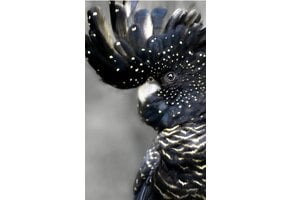 Plexiglas Schilderij zwarte papegaai