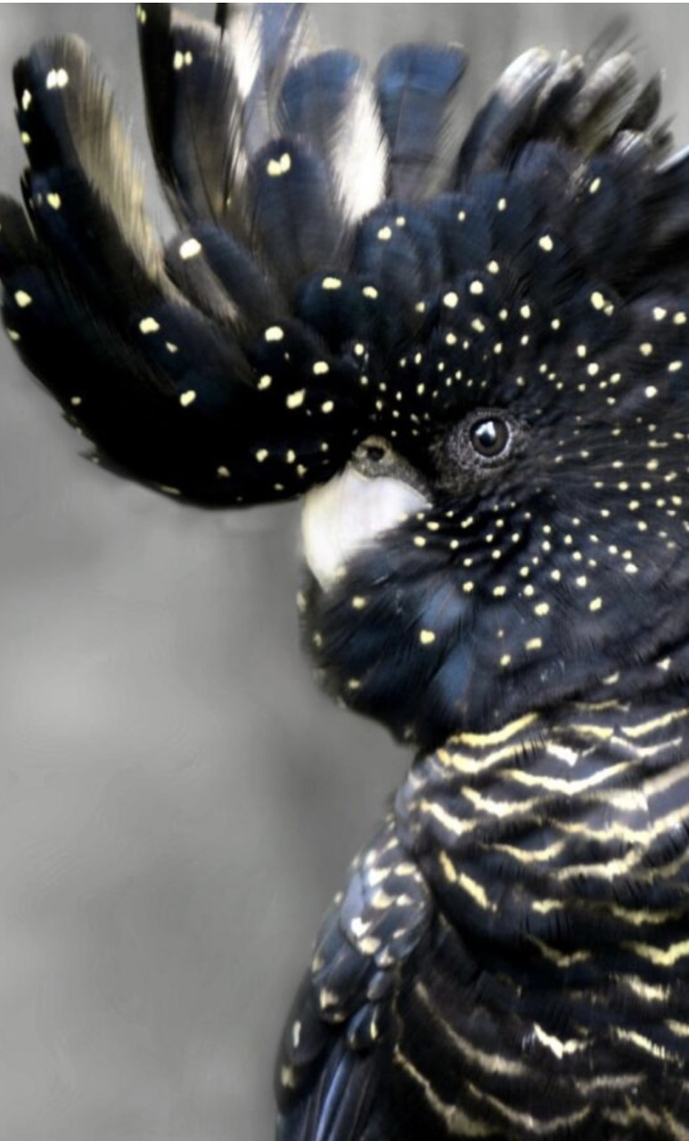 Plexiglas Schilderij