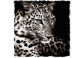 Plexiglas Schilderij Tijger zwart wit