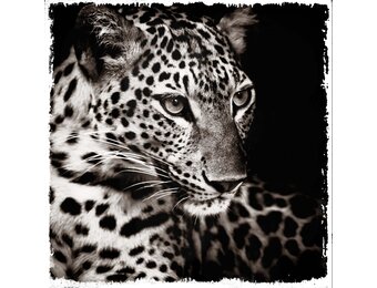 Plexiglas Schilderij Tijger zwart wit