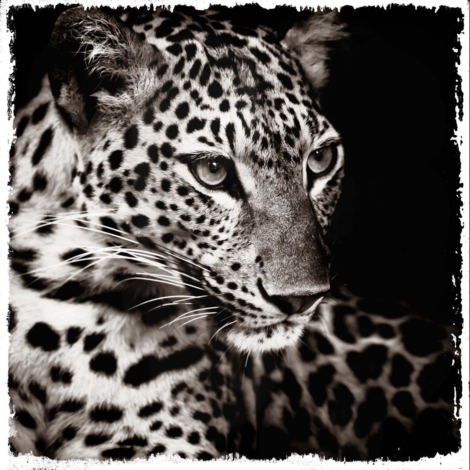 Plexiglas Schilderij