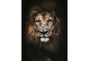 Plexiglas Schilderij Tijger