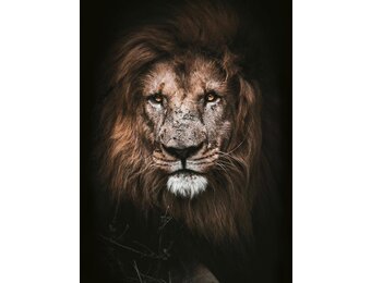 Plexiglas Schilderij Tijger