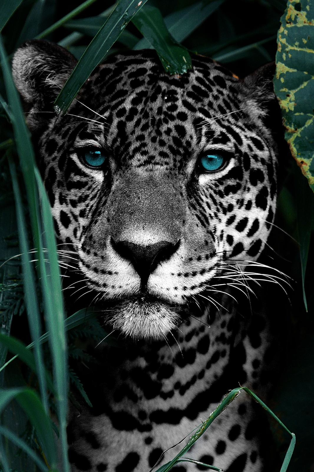 Plexiglas Schilderij  Panter