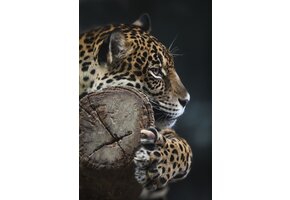 Plexiglas Schilderij jaguar tijger panter