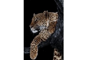 Plexiglas Schilderij jaguar tijger panter