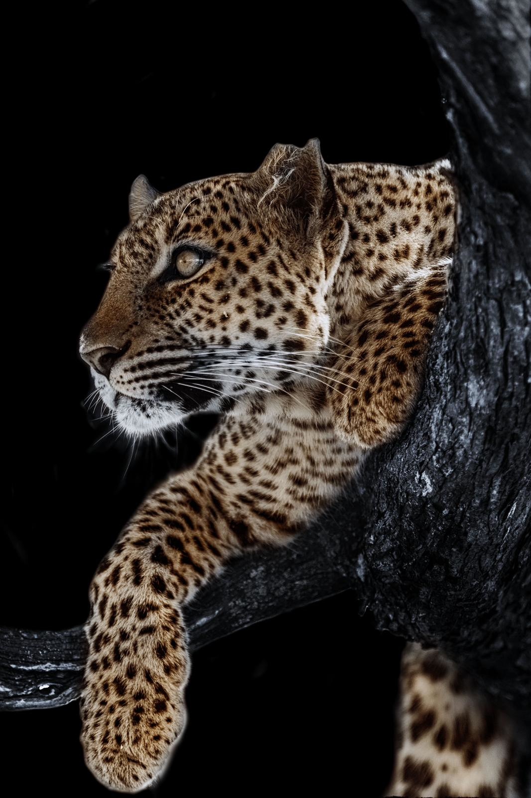 Plexiglas Schilderij  Tijger