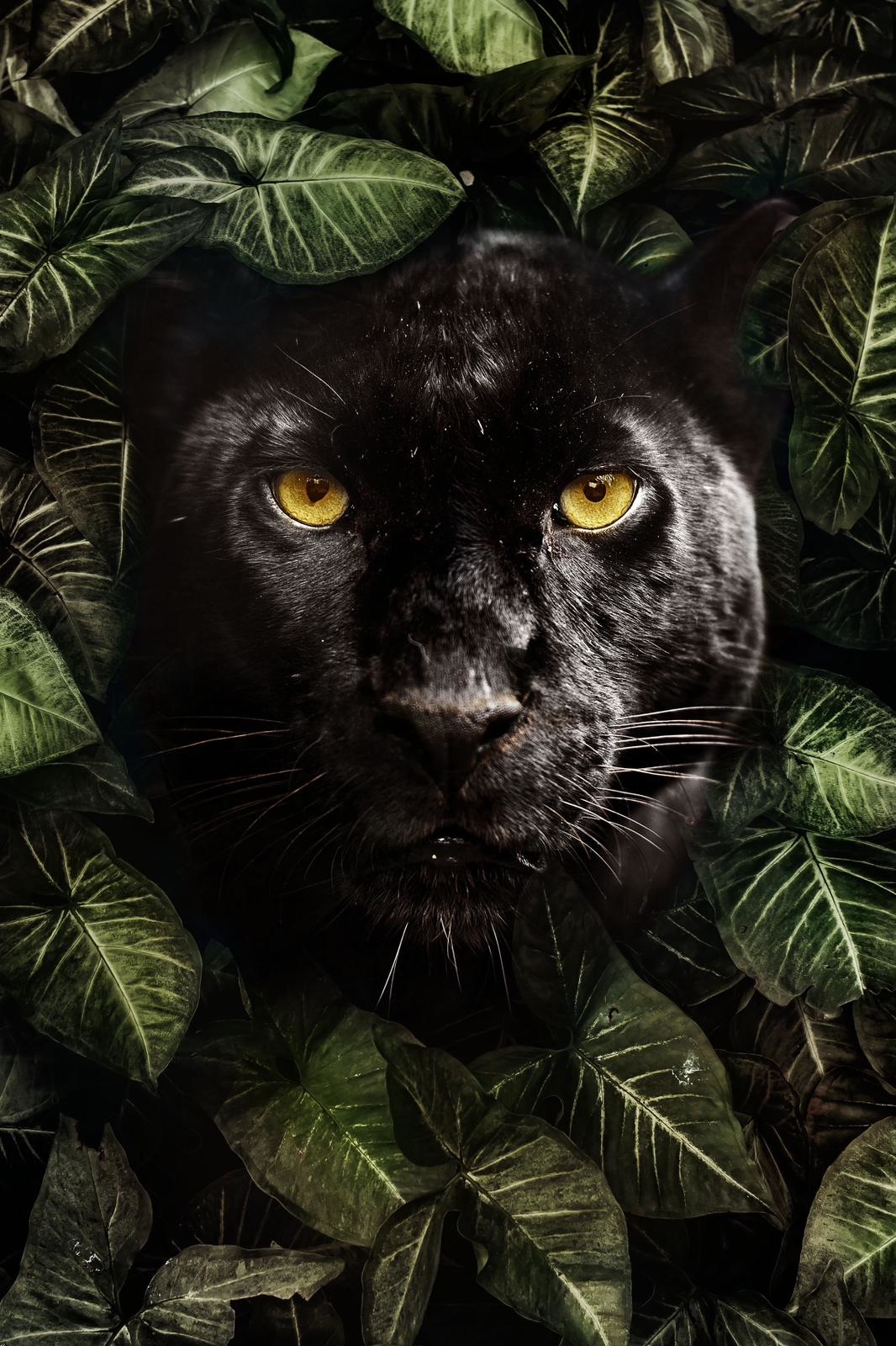 Plexiglas Schilderij