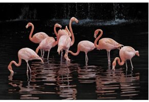 Plexiglas Schilderij flamingo rose