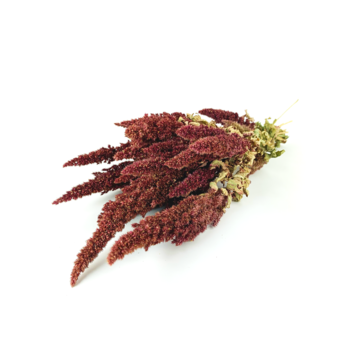 Amaranthus 'rood' | gehele bos