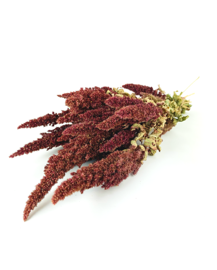 Amaranthus 'rood' | gehele bos