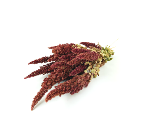 Amaranthus 'rood' | gehele bos