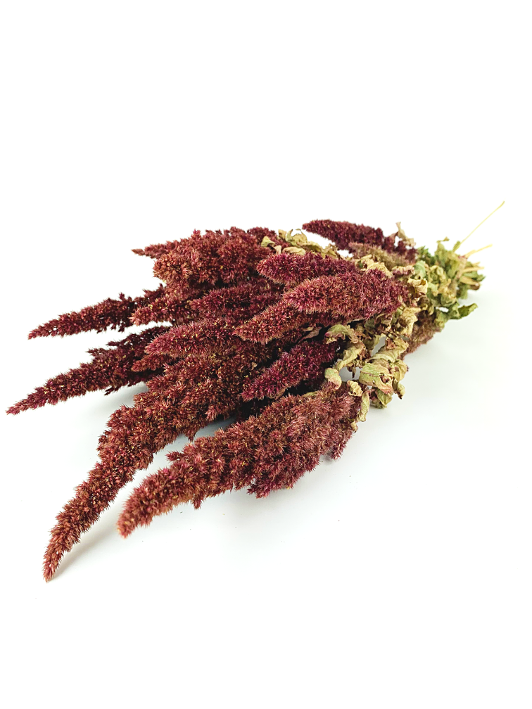 Amaranthus 'rood' | gehele bos