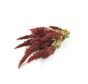 Amaranthus 'rood' | gehele bos
