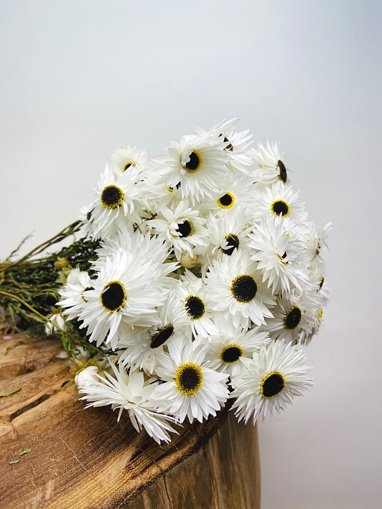 Acroclinium 'wit' | gehele bos