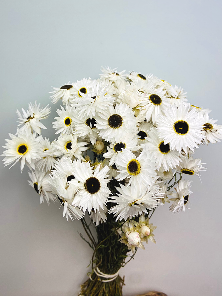 Acroclinium 'wit' | gehele bos