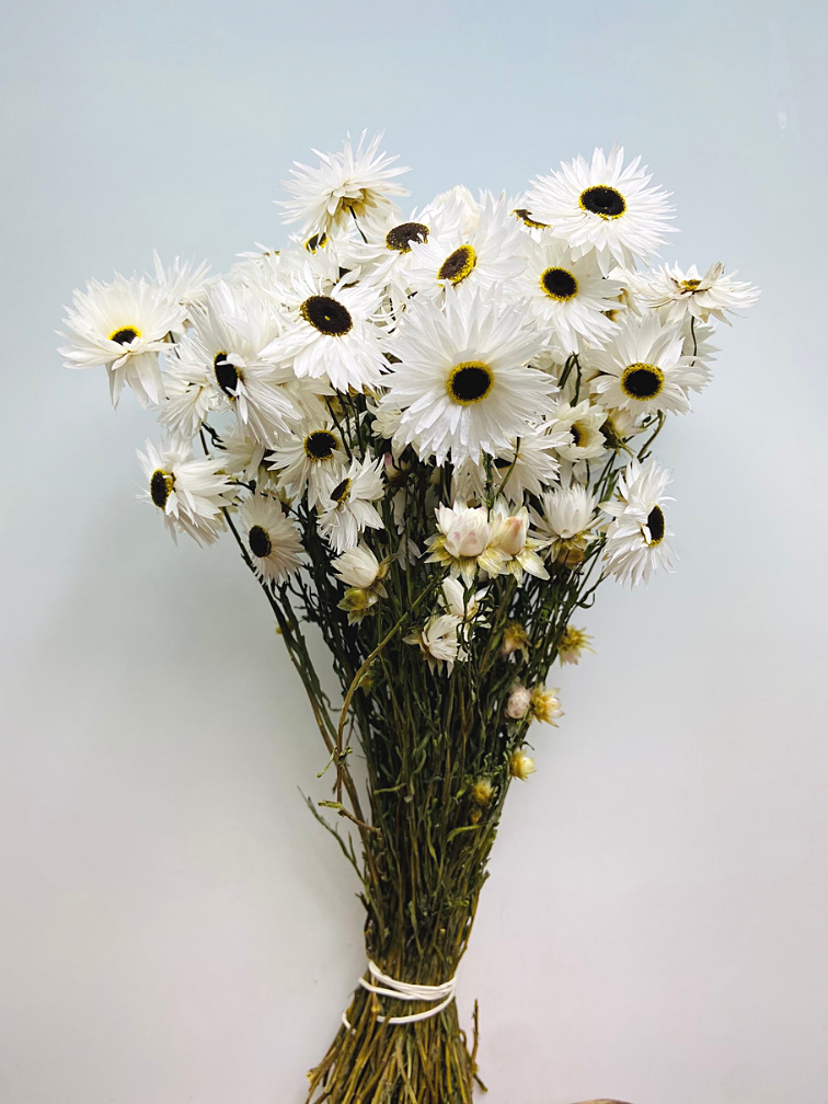 Acroclinium 'wit' | gehele bos