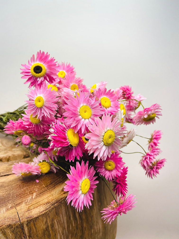 Acroclinium 'roze' | gehele bos