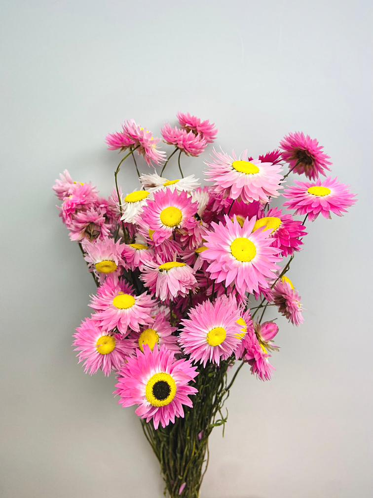 Acroclinium 'roze' | gehele bos