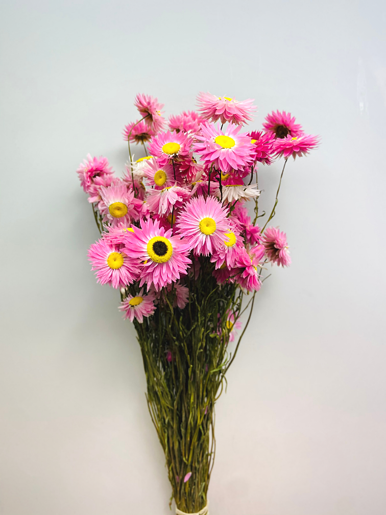 Acroclinium 'roze' | gehele bos